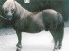 stallion Advokat (Shetland Pony, 1995, from Amigo)