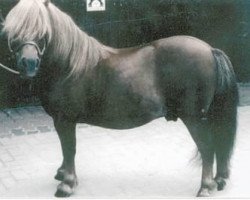 stallion Advokat (Shetland Pony, 1995, from Amigo)