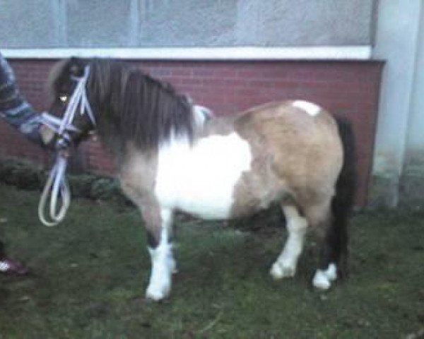 stallion Karon III (Shetland Pony, 2001, from Karli)