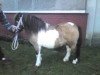 Deckhengst Karon III (Shetland Pony, 2001, von Karli)