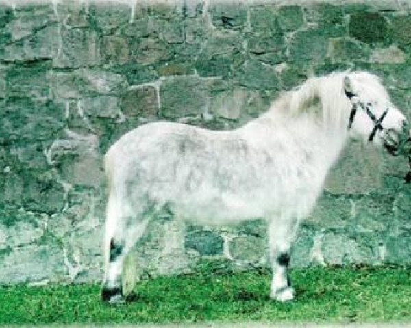 stallion Ian Mc Fa (Shetland Pony, 2002, from Inoscha)