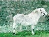 stallion Ian Mc Fa (Shetland Pony, 2002, from Inoscha)