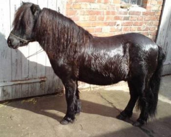 stallion Lindenbooms Indigo (Shetland Pony, 1999, from Incus)