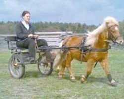 horse Tarim vom Schäferstein (Shetland pony (under 87 cm), 2005, from Tommy)