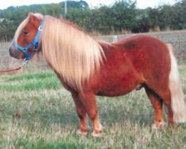 stallion Theseus (Shetland pony (under 87 cm), 1996, from Thunderbird)