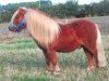 Deckhengst Theseus (Shetland Pony (unter 87 cm), 1996, von Thunderbird)