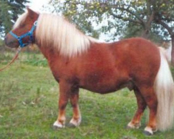 stallion Sir Paul (Shetland pony (under 87 cm), 1995, from Sir Parlington)