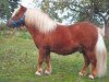 stallion Sir Paul (Shetland pony (under 87 cm), 1995, from Sir Parlington)