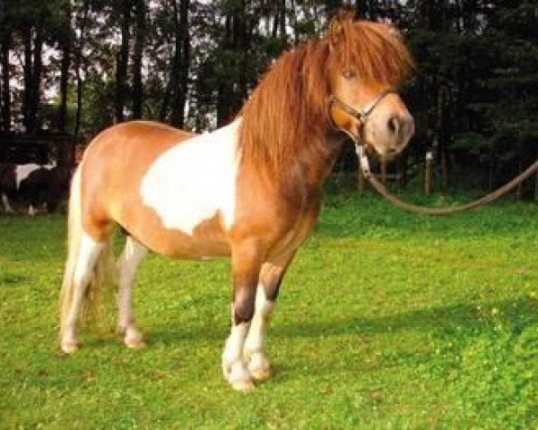 stallion Falk of Baltic Sea (Shetland Pony, 2004, from Faffner of Baltic Sea)