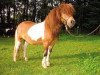 Deckhengst Falk of Baltic Sea (Shetland Pony, 2004, von Faffner of Baltic Sea)