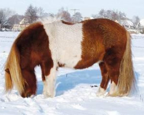 Pferd Benny (Shetland Pony, 2000, von Bel Ami)