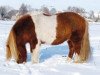 Pferd Benny (Shetland Pony, 2000, von Bel Ami)