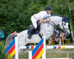 jumper Ciricu (Oldenburg show jumper, 2012, from Coupe d`Or)