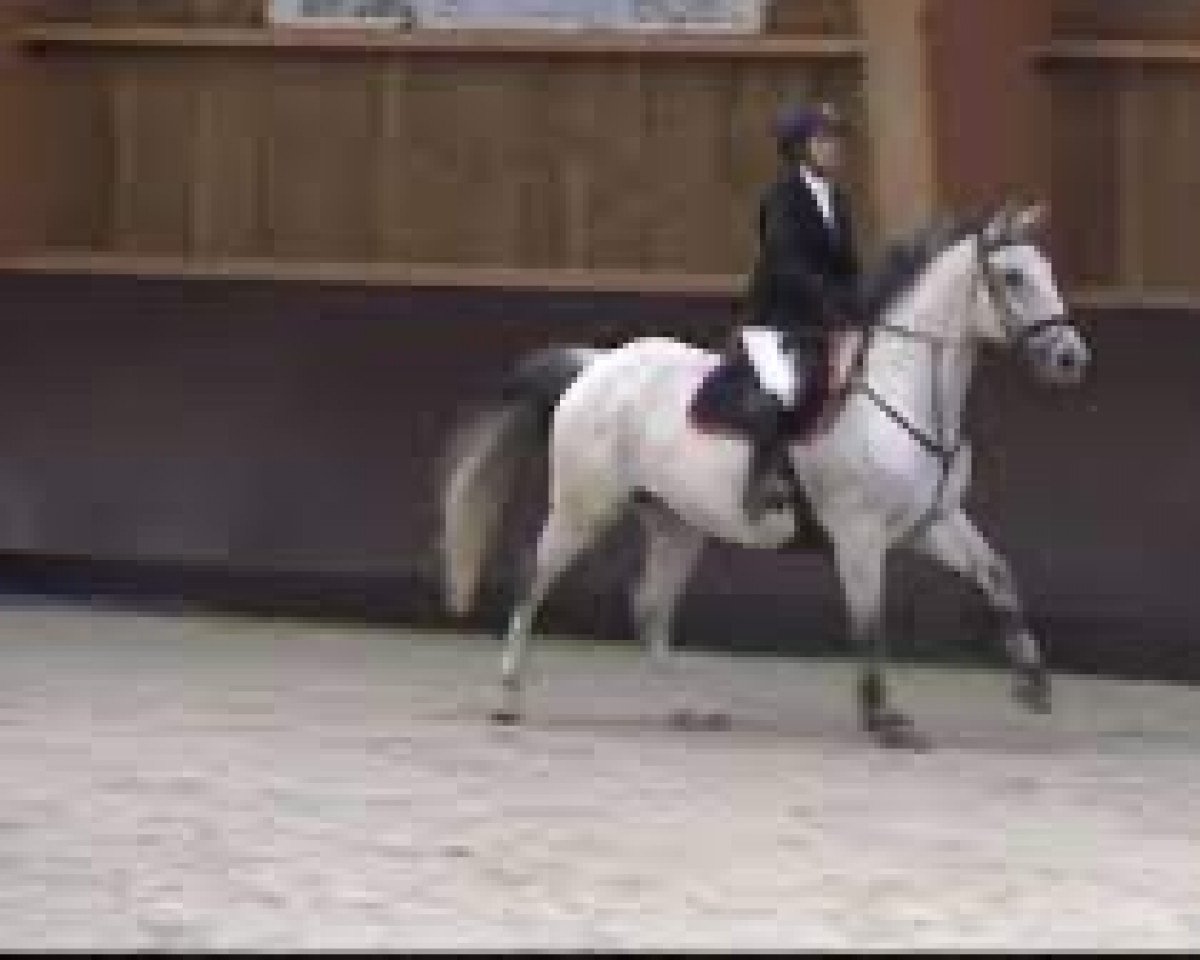 Springpferd Tcheenook Safarome (Selle Français, 2007, von Lully Rocio)