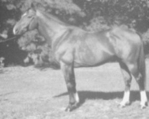 stallion Pendjad du Riou (Selle Français, 1981, from Kayack)