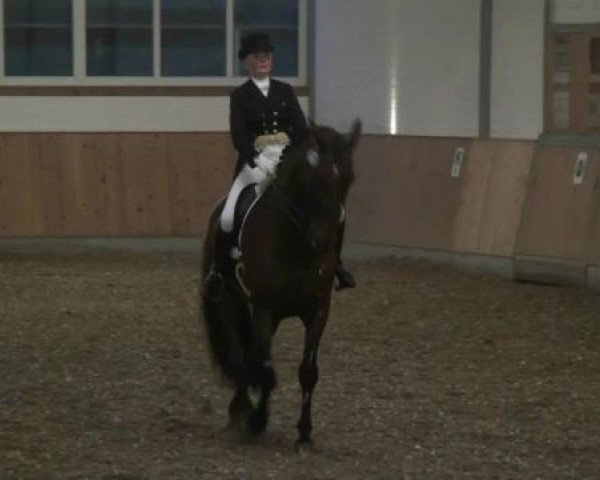 dressage horse Ishan 4 (Polish Warmblood,  )