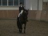 Dressurpferd Ishan 4 (Polnisches Warmblut,  )