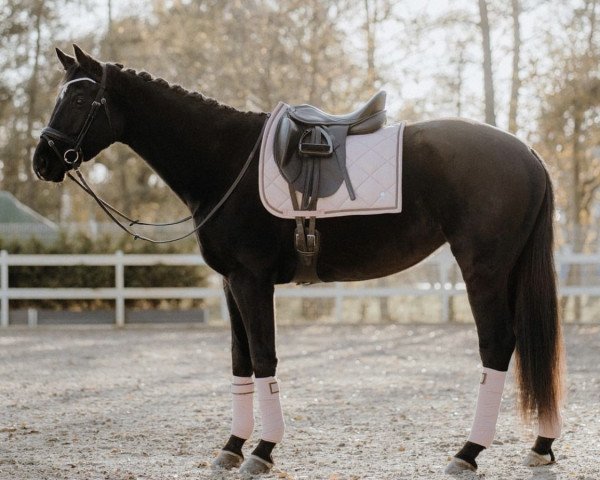 dressage horse Hier kommt Hilde (Trakehner, 2018, from Ovaro)