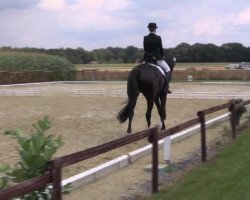 dressage horse Rocky Mountain 9 (Westphalian, 2004, from Rubin Royal OLD)