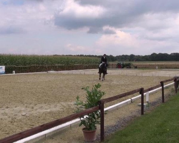 dressage horse Witano 14 (Westphalian, 2004, from Wolkentanz II)