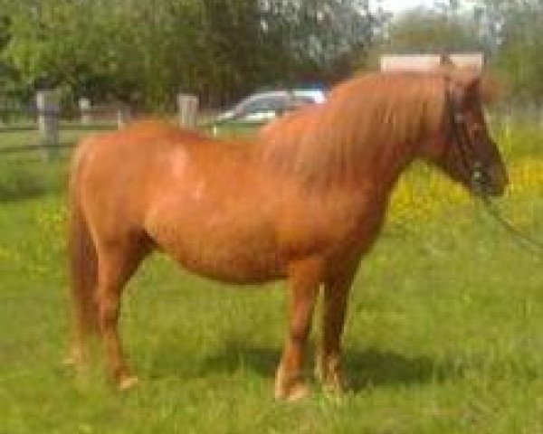 dressage horse Leni vom Purnitzgrund (Shetland Pony, 2000, from Bob)