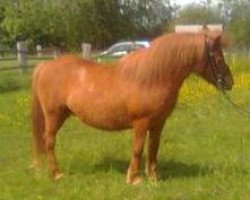 dressage horse Leni vom Purnitzgrund (Shetland Pony, 2000, from Bob)