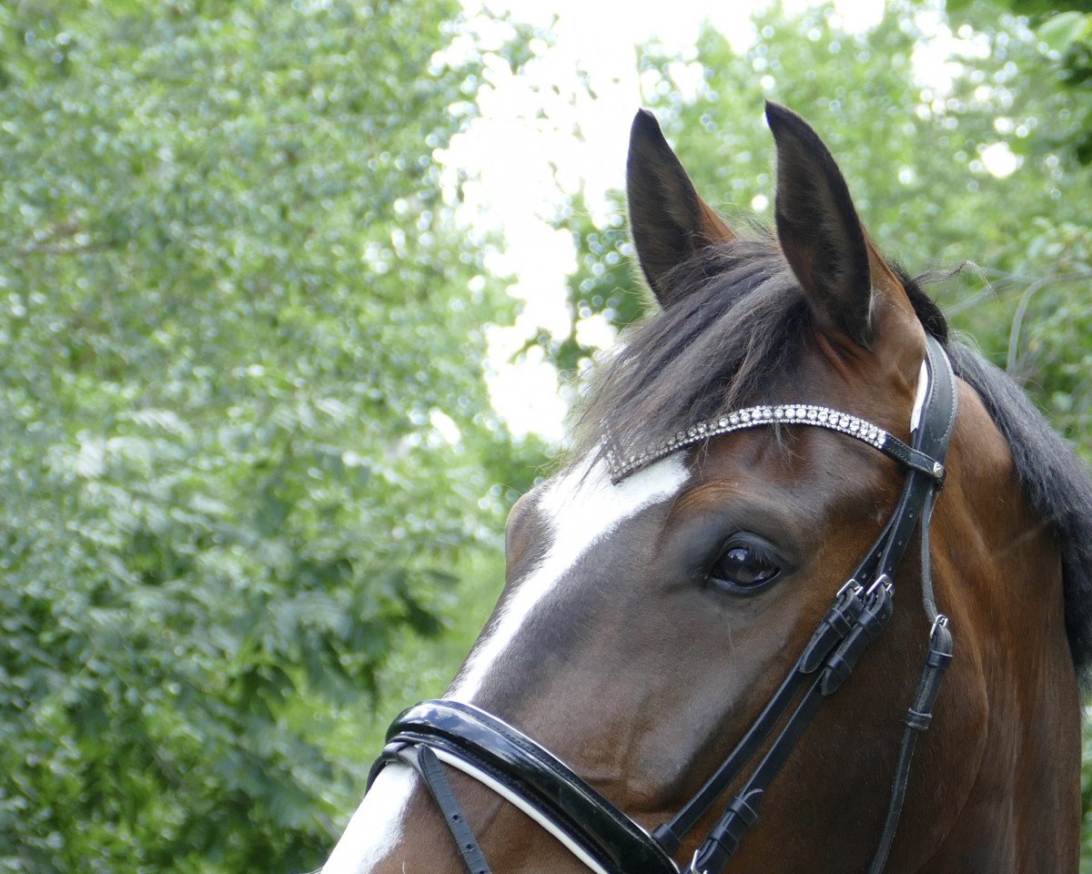 dressage horse Can't catch me (Oldenburg show jumper, 2015, from Cefalo)