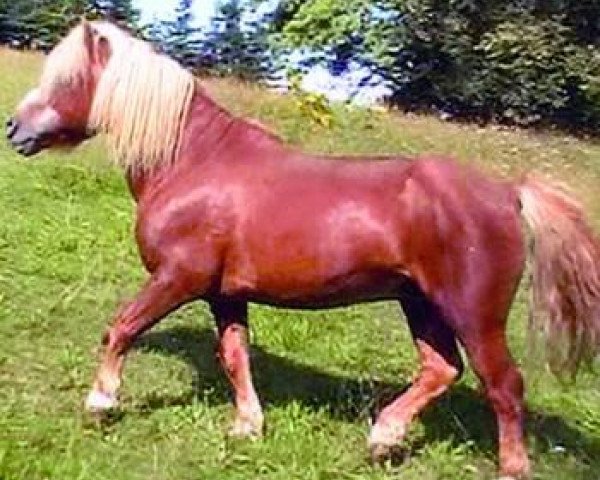 horse Kaiser von der Gees (Shetland Pony, 1985, from Kismet van Bunswaard)