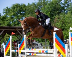 dressage horse Winnetou 950 (Hanoverian, 2008, from Wie Weltmeyer)