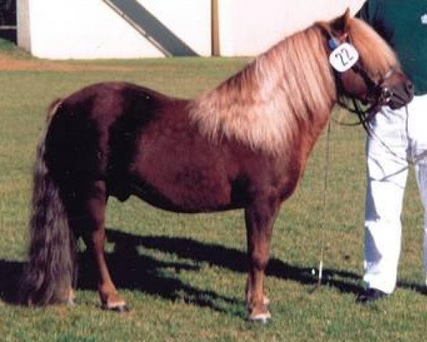 stallion Lucky (Shetland Pony, 1995, from Leopold von Uda)