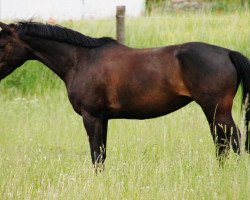 broodmare Santa Fee K (Trakehner, 2003, from Herzkristall)