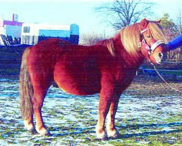 Pferd Monaco (Shetland Pony, 1998, von Monaco)