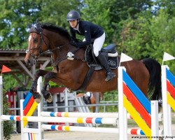 jumper Harvey HX (KWPN (Royal Dutch Sporthorse), 2012, from Spartacus TN)