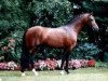 Deckhengst Halifax (Welsh Pony (Sek.B), 1995, von Hasko)