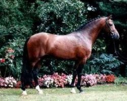 Deckhengst Halifax (Welsh Pony (Sek.B), 1995, von Hasko)