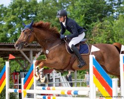 jumper Miss Muffin van de Dreef (Belgian Warmblood, 2012, from Nabab de Rêve)