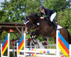 jumper Quino 22 (Oldenburg show jumper, 2011, from Quintender 2)