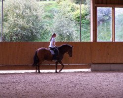 jumper Nemo (German Riding Pony, 2008, from Namajan)