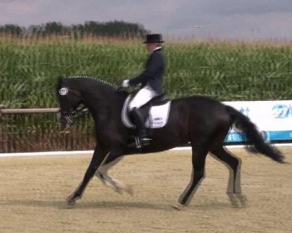 dressage horse Wera (Oldenburg, 1998, from Welton)