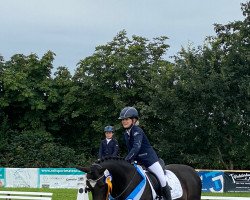 dressage horse Claus Von Calva (German Riding Pony, 2010, from Calvados)