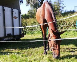 jumper Carethano's Girl (German Sport Horse, 2016, from Carethano Z)