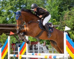 jumper Lennox 392 (German Sport Horse, 2010, from Lewinski)