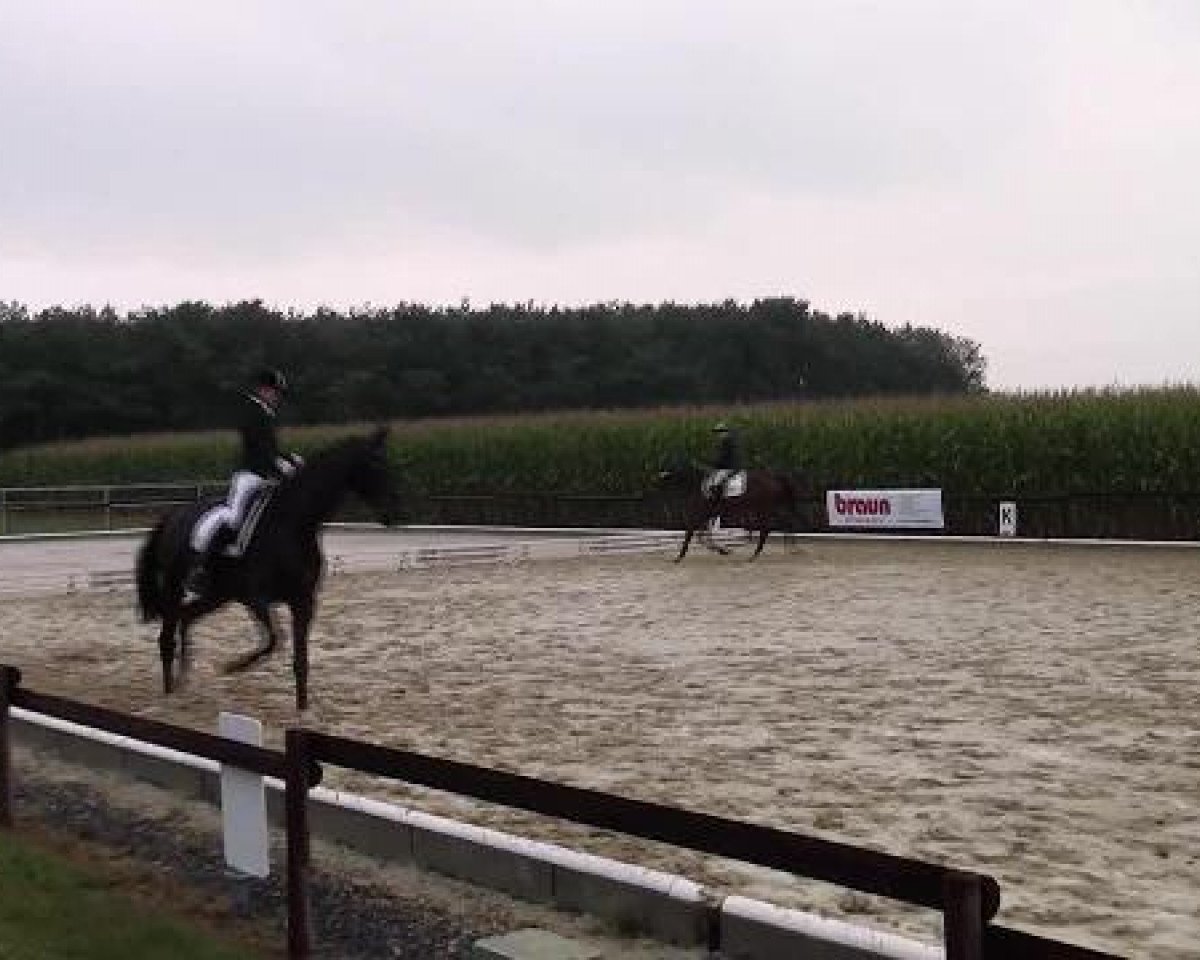 jumper Hugerlandshof's Keyless Go (Westphalian, 2007, from Kapriolan F)