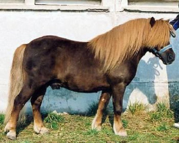 Deckhengst Winnetou (Shetland Pony, 1997, von Wim v.d. Geest)