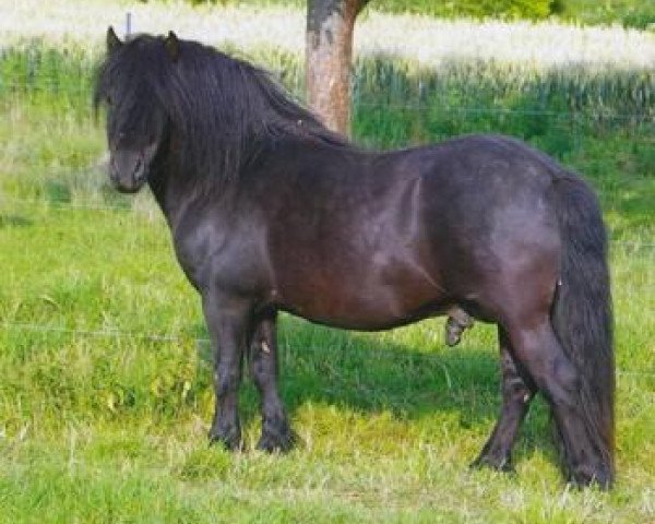 Deckhengst Normen (Shetland Pony, 2005, von Nelson van Ramsburg)