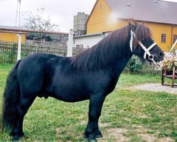horse Master (Shetland Pony, 2006, from Waulkmill Macrory)