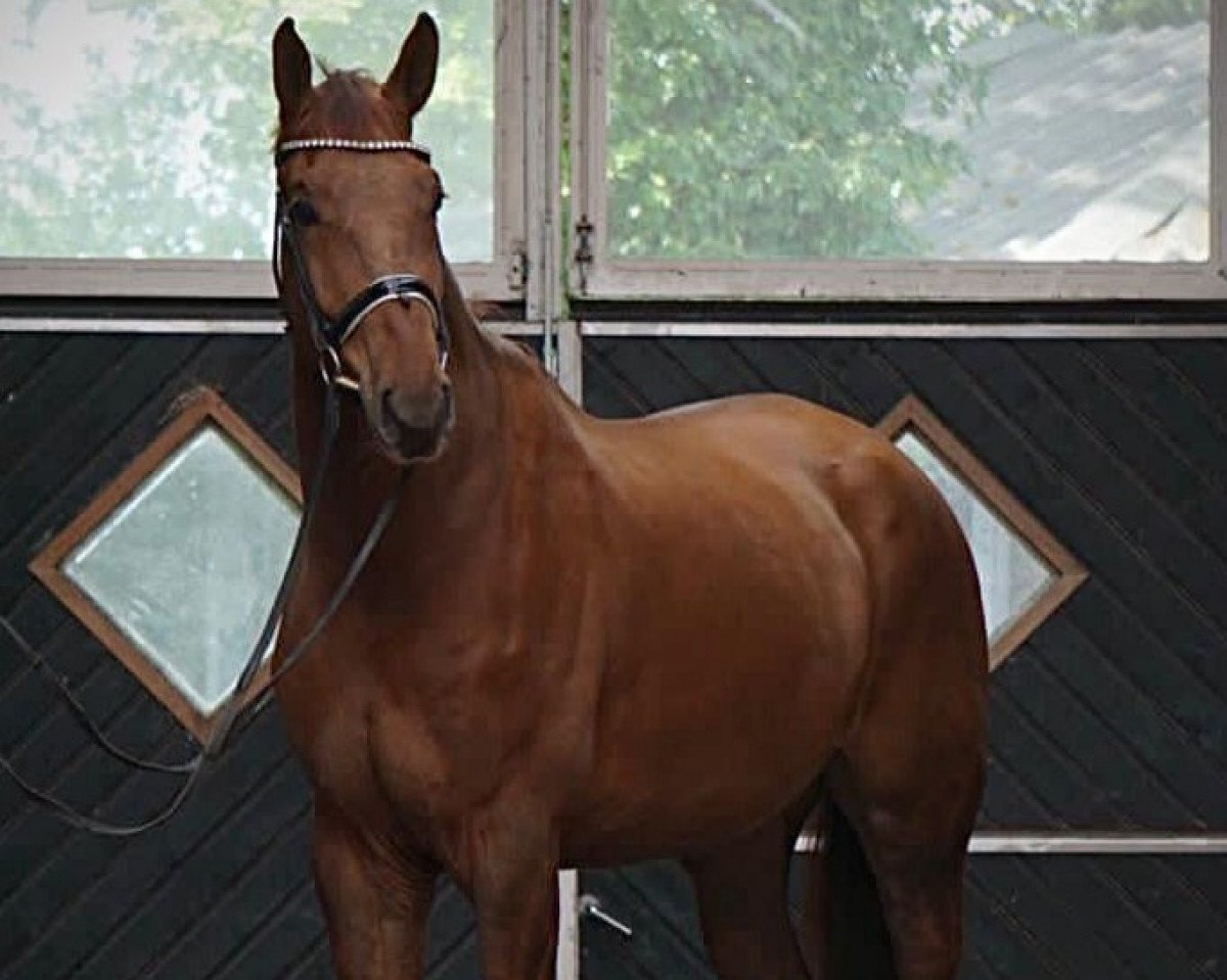 horse First Class B 3 (Oldenburg, 2017, from Blue Hors First Choice)