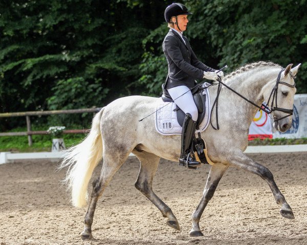 dressage horse Bujalance Yet (Pura Raza Espanola (PRE), 2016, from Quimbo YET)