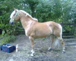 horse Starleader 2 (Haflinger, 2000)