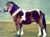 Deckhengst Kenny (Shetland Pony, 1996, von Kayn)